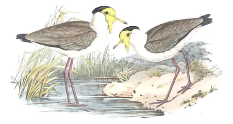 Volume VI, plate 10 of Gould's The Birds of Australia: Masked Lapwing (Vanellus miles)