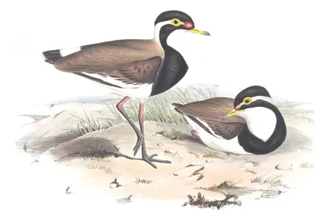 Volume VI, plate 11 of Gould's The Birds of Australia: Banded Lapwing (Vanellus tricolor)