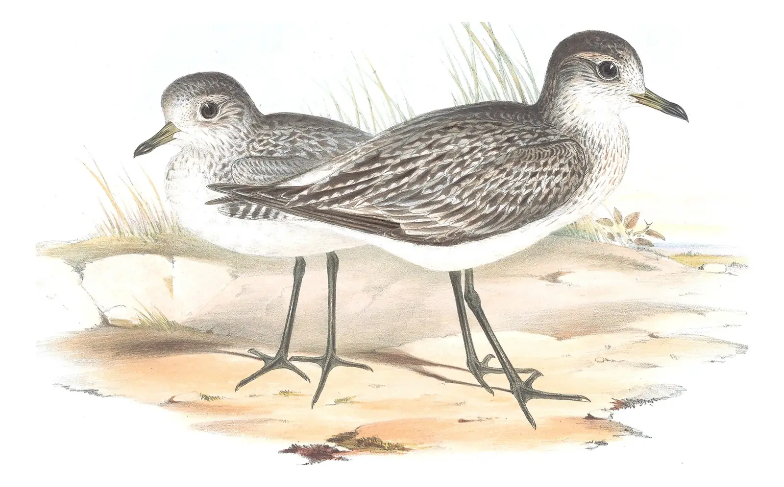Volume VI, plate 12 of Gould's The Birds of Australia: Black-bellied Plover (Pluvialis squatarola)