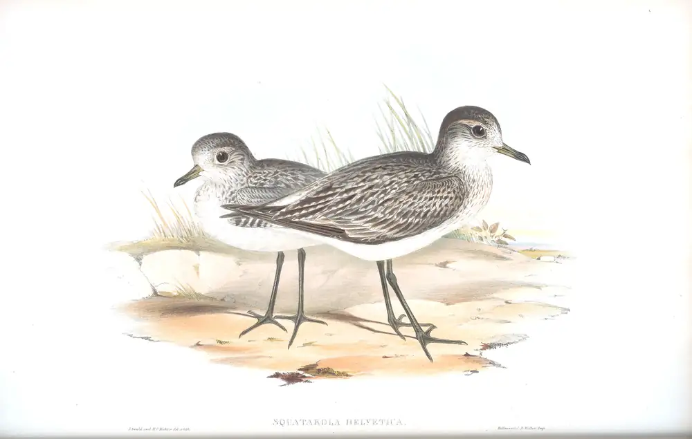 The whole sheet of volume VI, plate 12, with its engraved caption