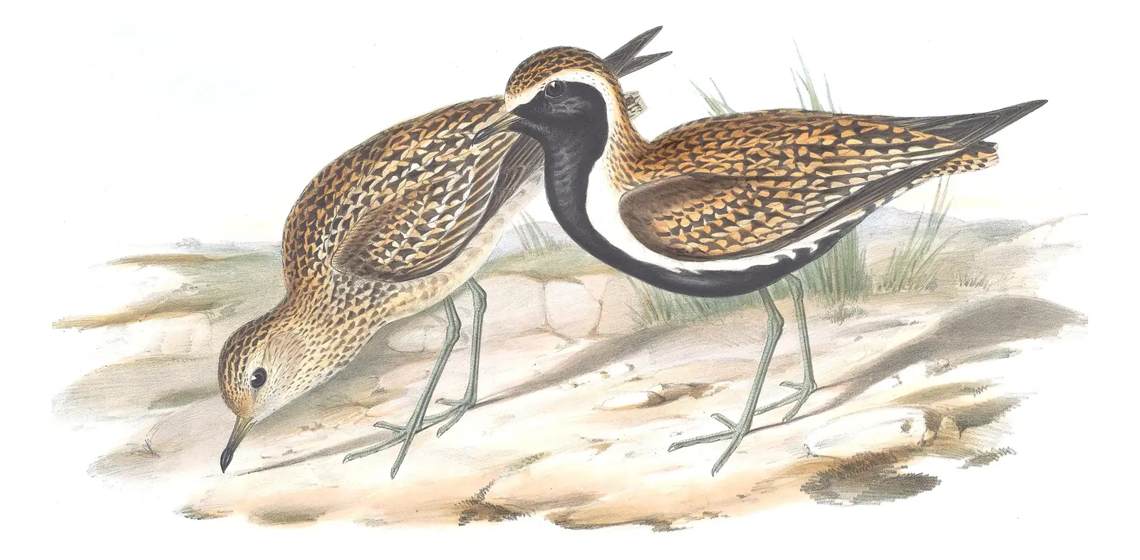 Volume VI, plate 13 of Gould's The Birds of Australia: Pacific Golden-Plover (Pluvialis fulva)
