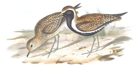 Volume VI, plate 13 of Gould's The Birds of Australia: Pacific Golden-Plover (Pluvialis fulva)