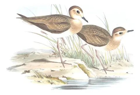 Volume VI, plate 14 of Gould's The Birds of Australia: Oriental Plover (Anarhynchus veredus)