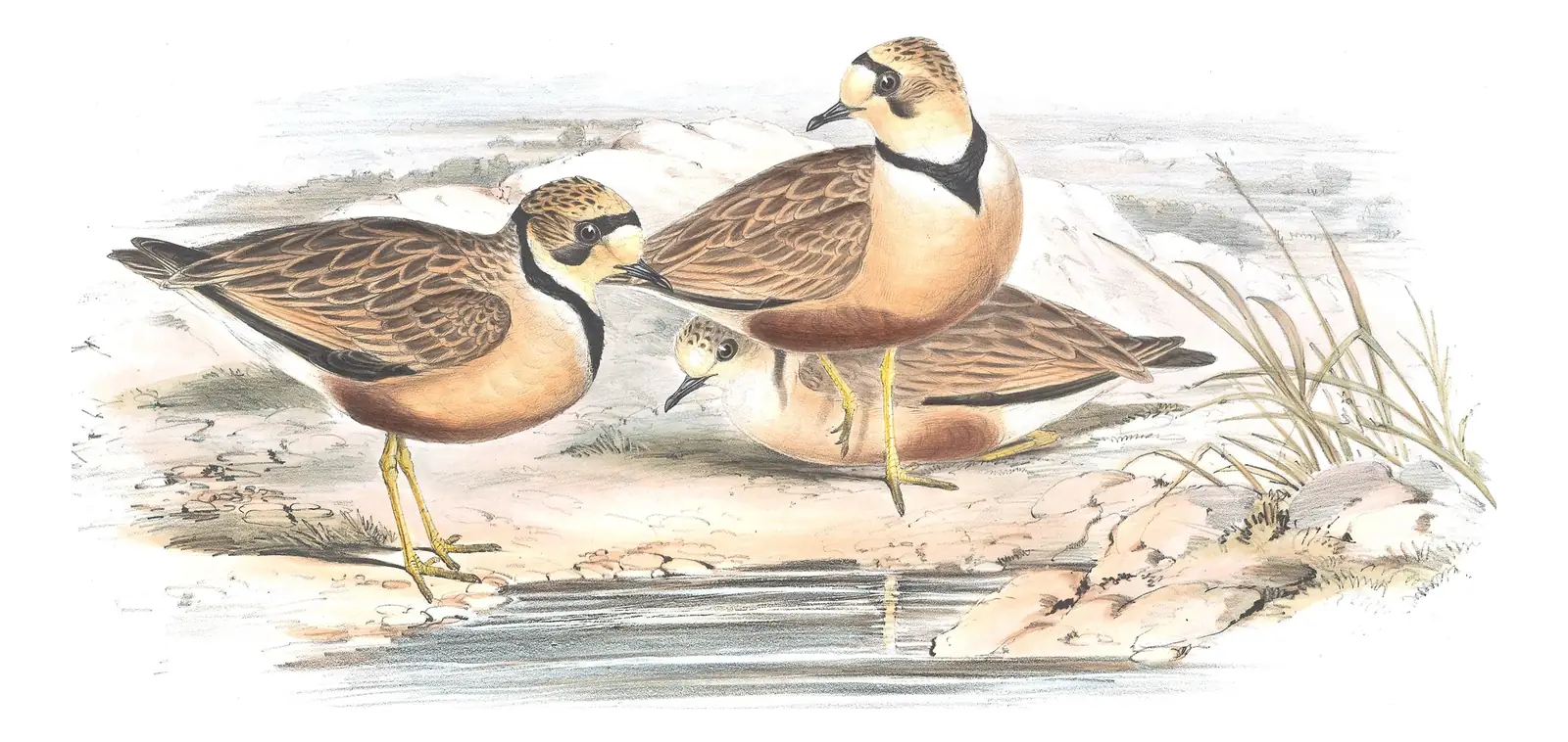 Volume VI, plate 15 of Gould's The Birds of Australia: Inland Dotterel (Peltohyas australis)
