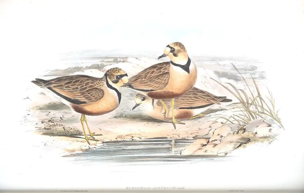 The whole sheet of volume VI, plate 15, with its engraved caption