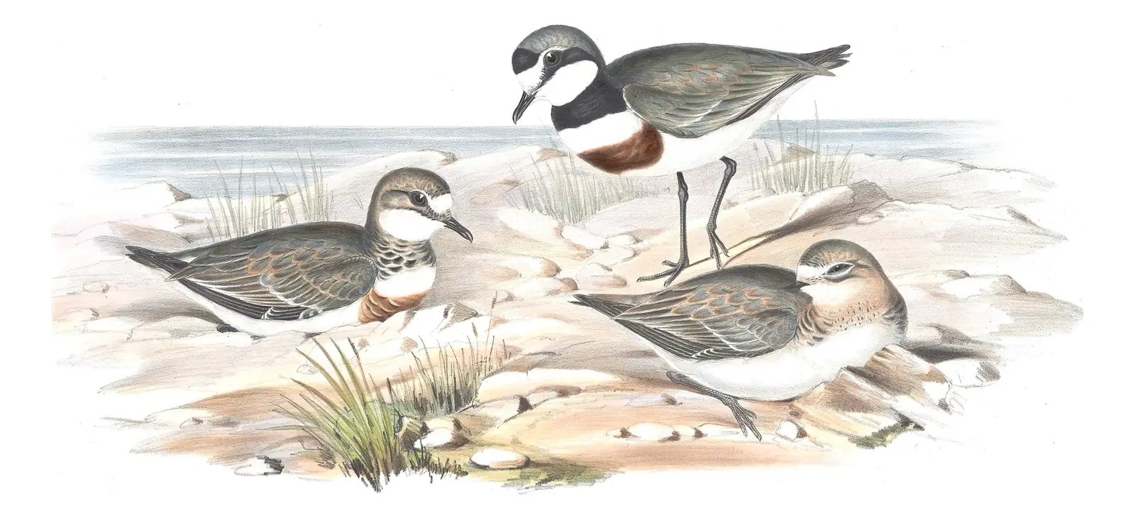 Volume VI, plate 16 of Gould's The Birds of Australia: Double-banded Plover (Anarhynchus bicinctus)
