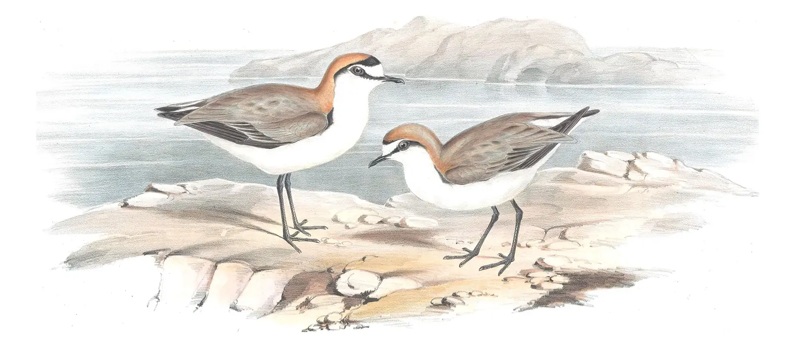 Volume VI, plate 17 of Gould's The Birds of Australia: Red-capped Plover (Anarhynchus ruficapillus)
