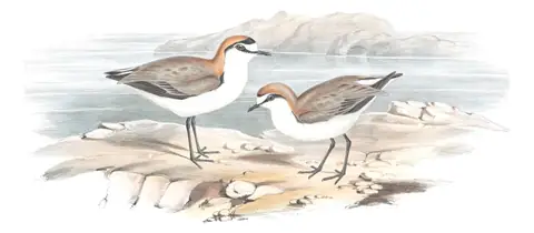 Volume VI, plate 17 of Gould's The Birds of Australia: Red-capped Plover (Anarhynchus ruficapillus)
