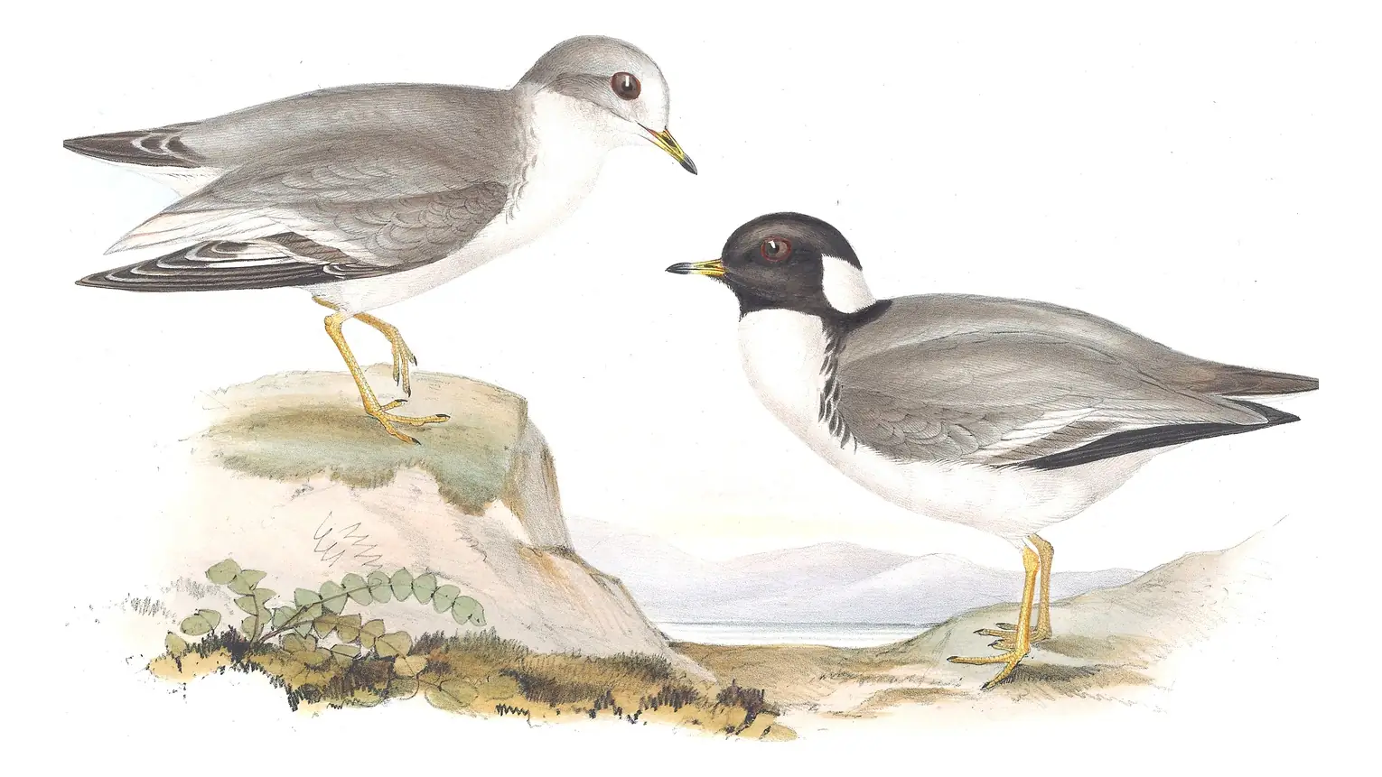 Volume VI, plate 18 of Gould's The Birds of Australia: Hooded Plover (Thinornis cucullatus)