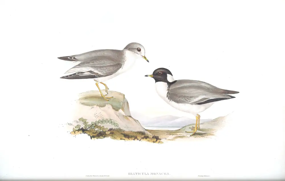 The whole sheet of volume VI, plate 18, with its engraved caption