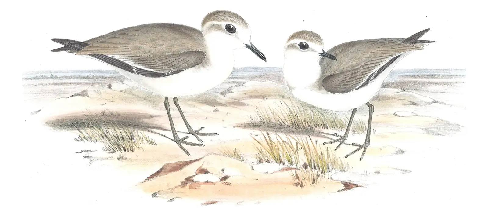 Volume VI, plate 19 of Gould's The Birds of Australia: Greater Sand-Plover (Anarhynchus leschenaultii) and Siberian Sand-Plover (Anarhynchus mongolus)