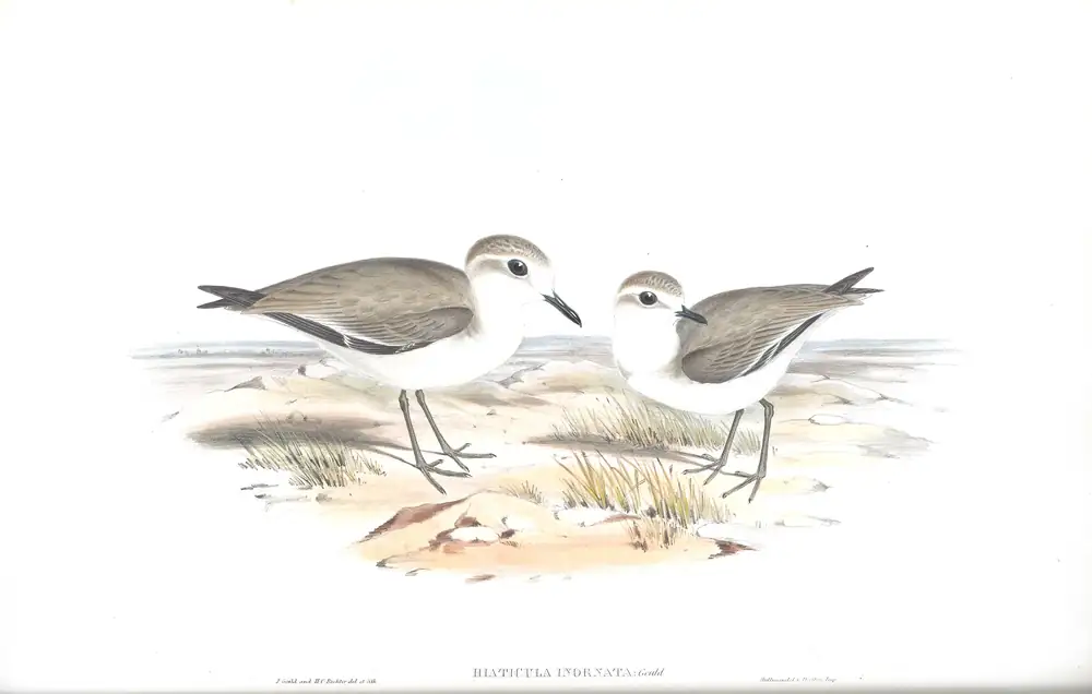 The whole sheet of volume VI, plate 19, with its engraved caption