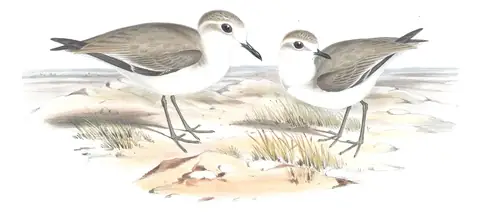 Volume VI, plate 19 of Gould's The Birds of Australia: Greater Sand-Plover (Anarhynchus leschenaultii) and Siberian Sand-Plover (Anarhynchus mongolus)