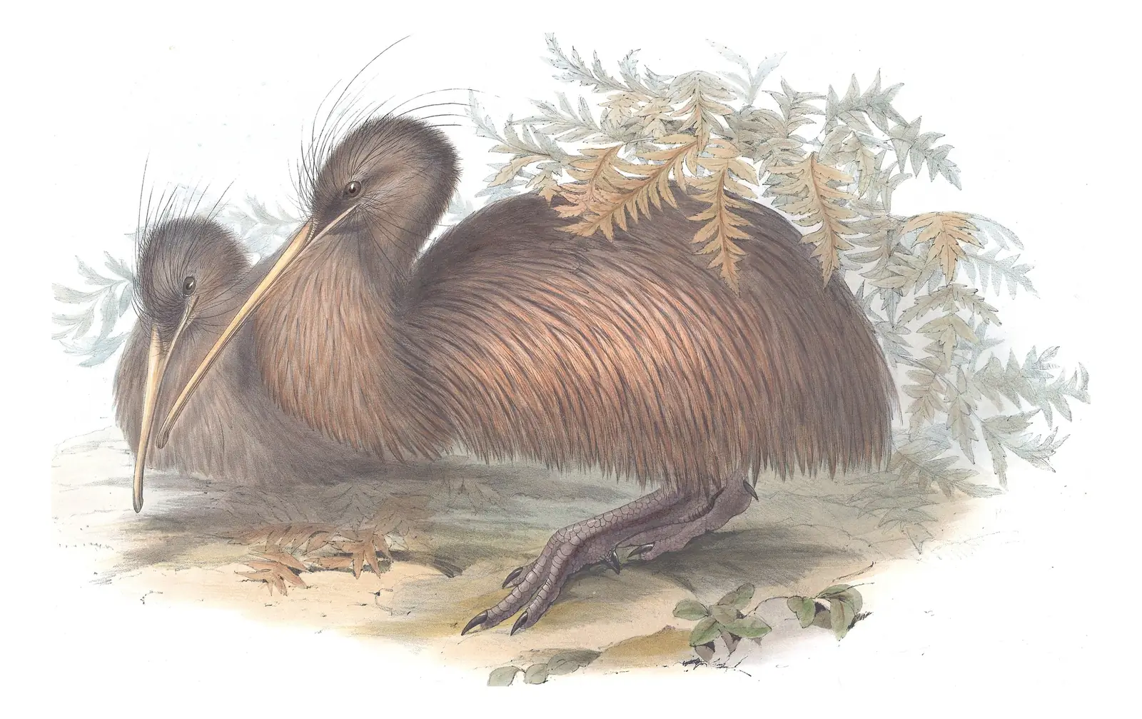 Volume VI, plate 2 of Gould's The Birds of Australia: “Kiwi-kiwi”, not identified