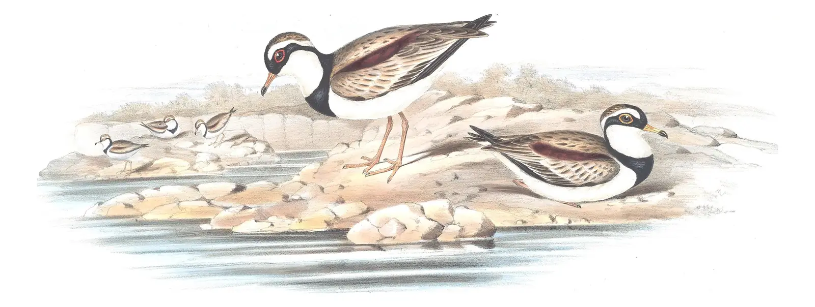 Volume VI, plate 20 of Gould's The Birds of Australia: Black-fronted Dotterel (Thinornis melanops)