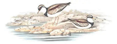 Volume VI, plate 20 of Gould's The Birds of Australia: Black-fronted Dotterel (Thinornis melanops)
