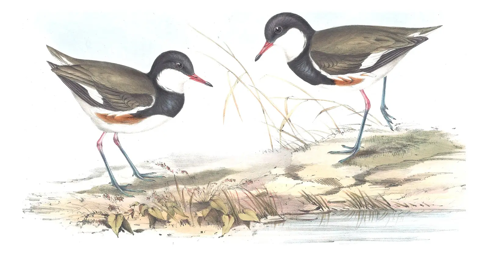 Volume VI, plate 21 of Gould's The Birds of Australia: Red-kneed Dotterel (Erythrogonys cinctus)