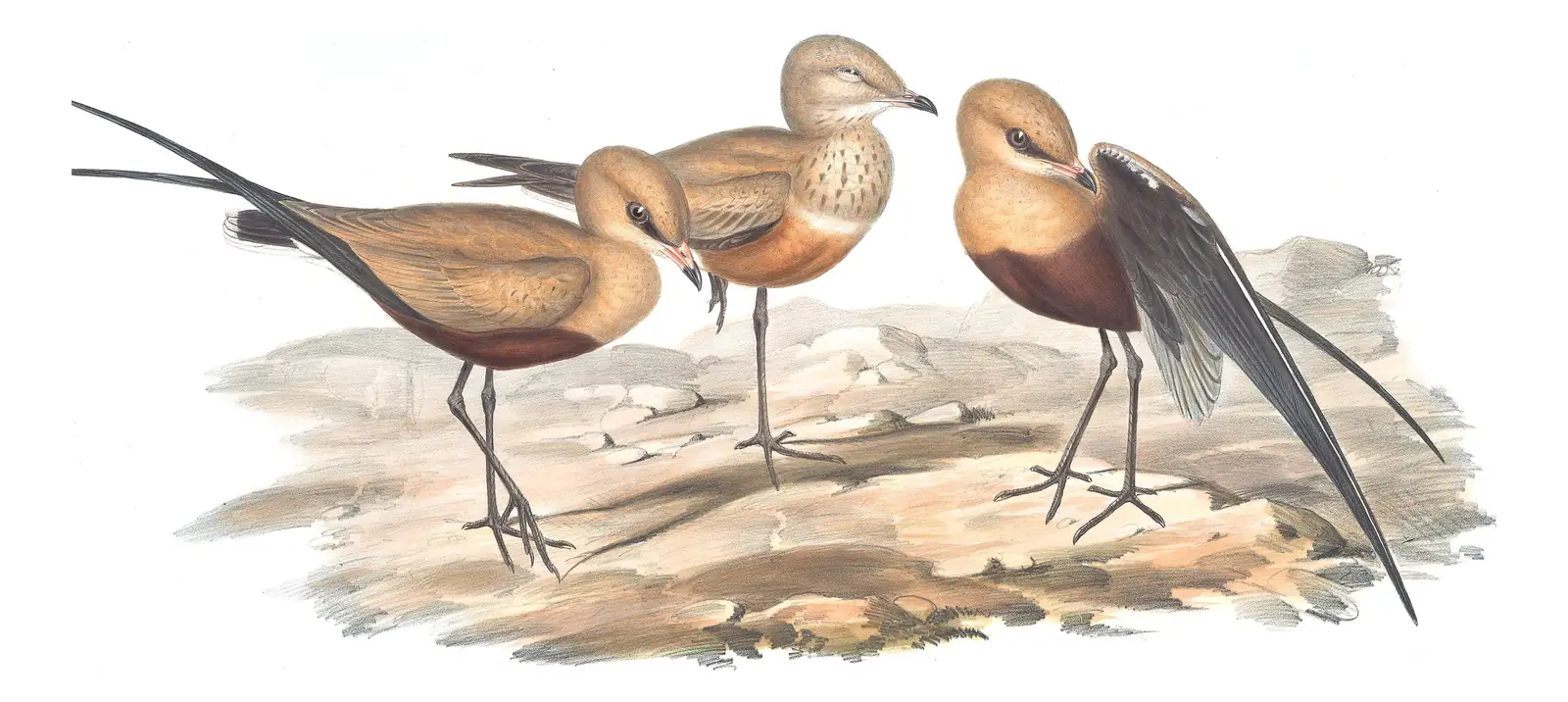 Volume VI, plate 22 of Gould's The Birds of Australia: Australian Pratincole (Glareola isabella)
