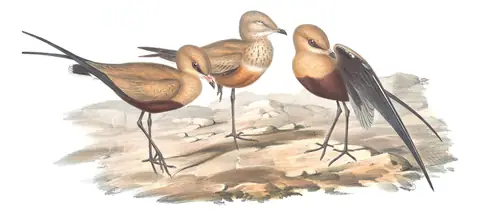 Volume VI, plate 22 of Gould's The Birds of Australia: Australian Pratincole (Glareola isabella)