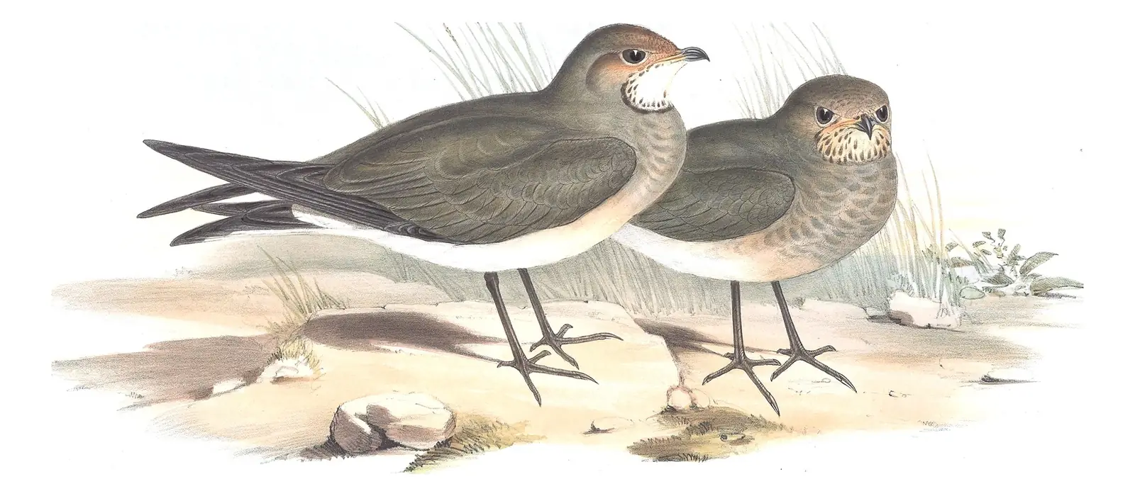 Volume VI, plate 23 of Gould's The Birds of Australia: Oriental Pratincole (Glareola maldivarum)