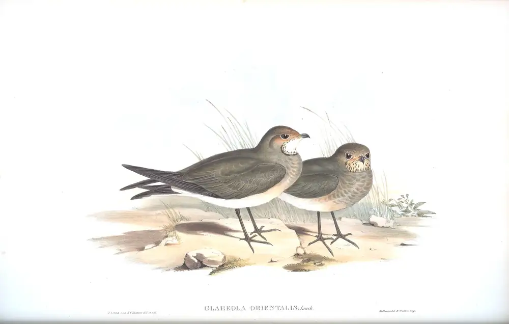 The whole sheet of volume VI, plate 23, with its engraved caption