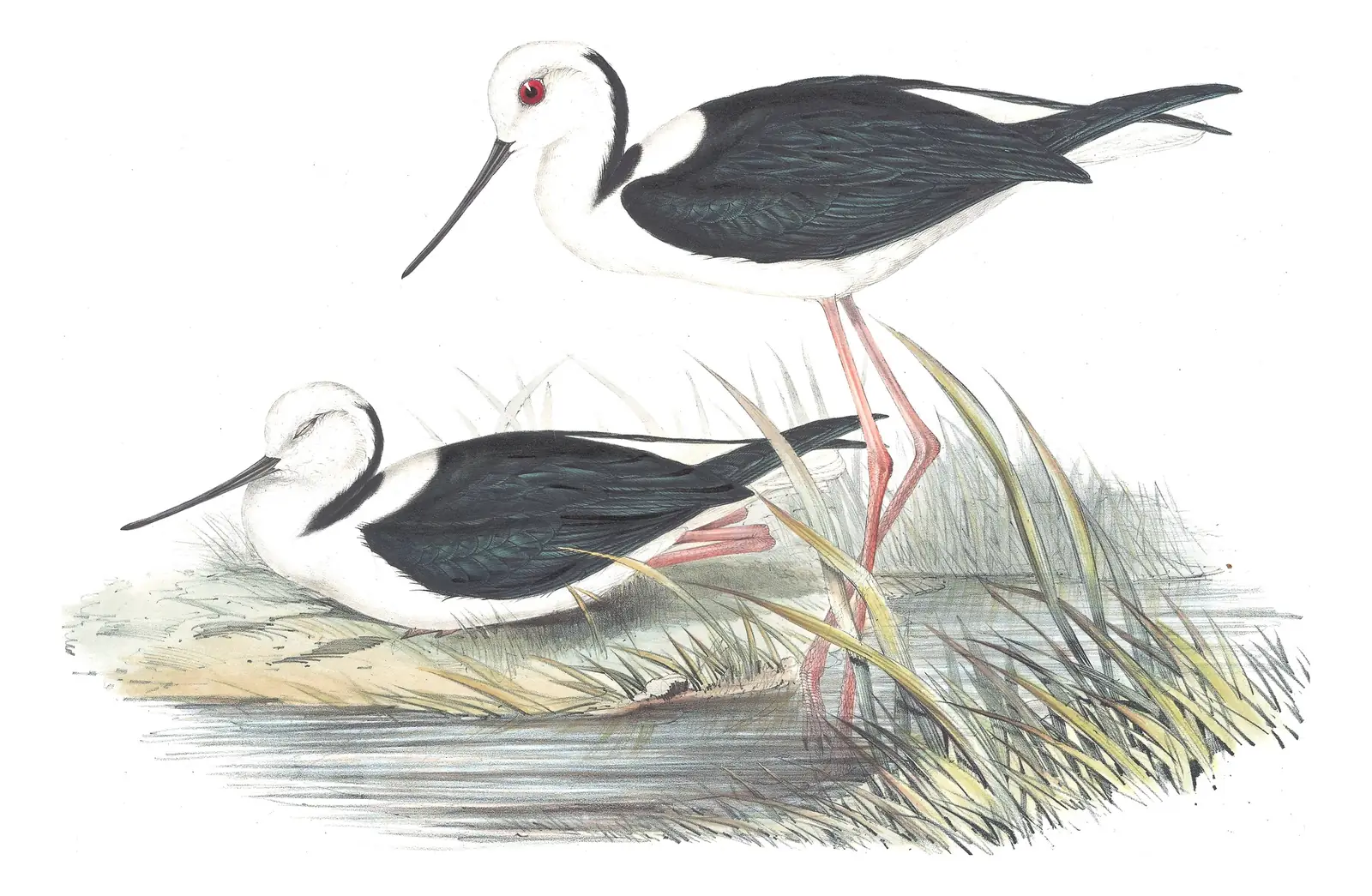 Volume VI, plate 24 of Gould's The Birds of Australia: Pied Stilt (Himantopus leucocephalus)