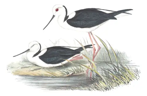 Volume VI, plate 24 of Gould's The Birds of Australia: Pied Stilt (Himantopus leucocephalus)