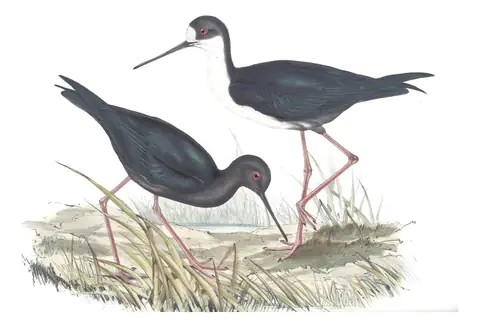 Volume VI, plate 25 of Gould's The Birds of Australia: Black Stilt (Himantopus novaezelandiae)