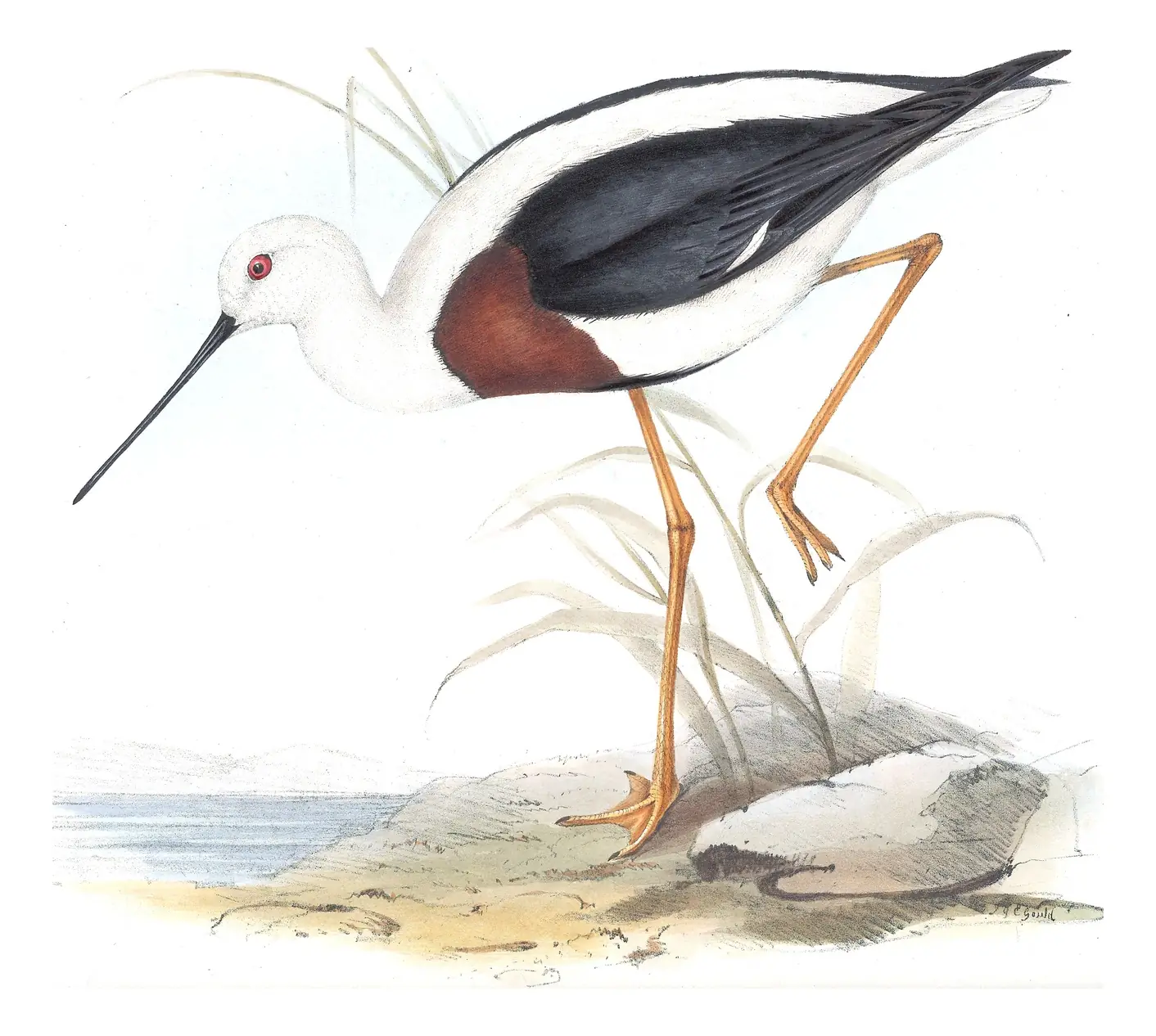 Volume VI, plate 26 of Gould's The Birds of Australia: Banded Stilt (Cladorhynchus leucocephalus)