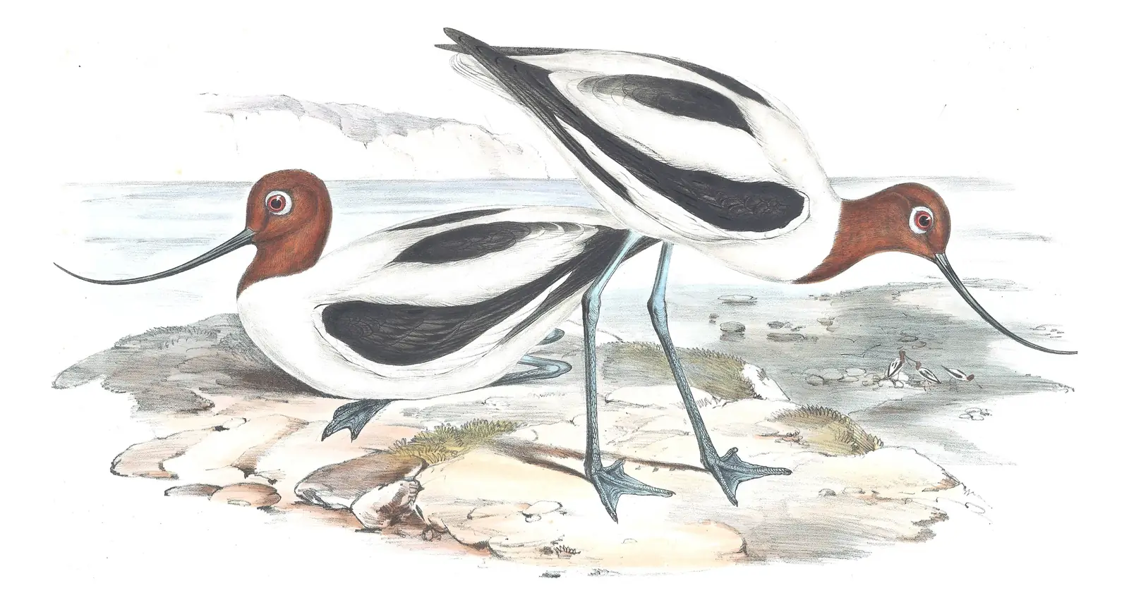 Volume VI, plate 27 of Gould's The Birds of Australia: Red-necked Avocet (Recurvirostra novaehollandiae)