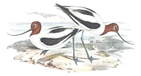 Volume VI, plate 27 of Gould's The Birds of Australia: Red-necked Avocet (Recurvirostra novaehollandiae)