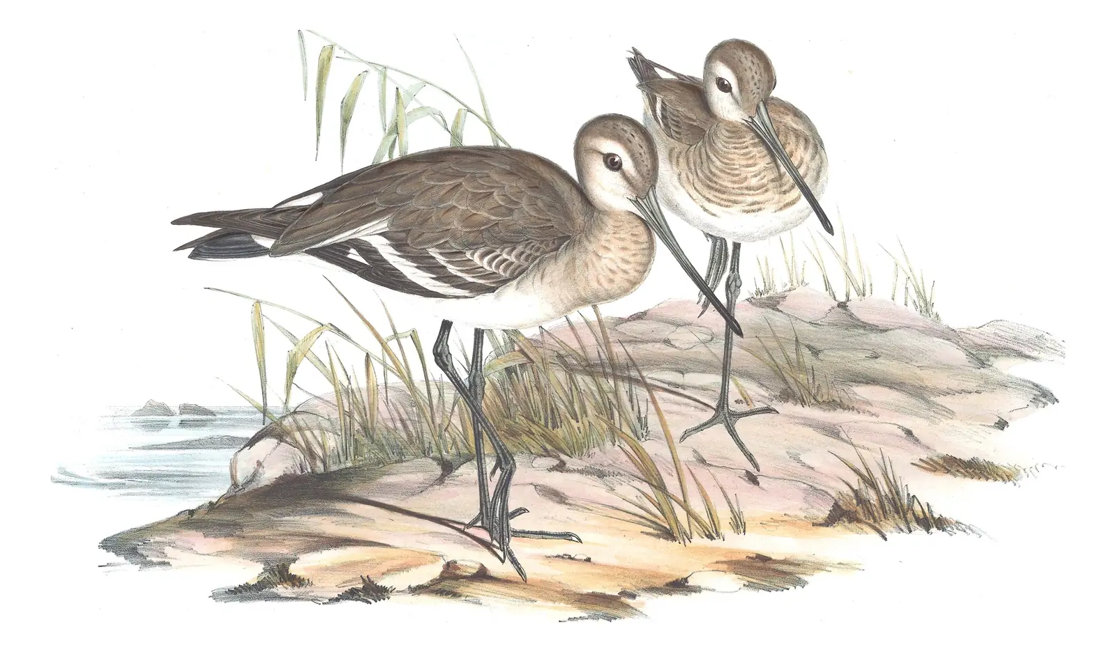 Volume VI, plate 28 of Gould's The Birds of Australia: Black-tailed Godwit (Limosa limosa)