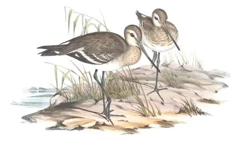 Volume VI, plate 28 of Gould's The Birds of Australia: Black-tailed Godwit (Limosa limosa)