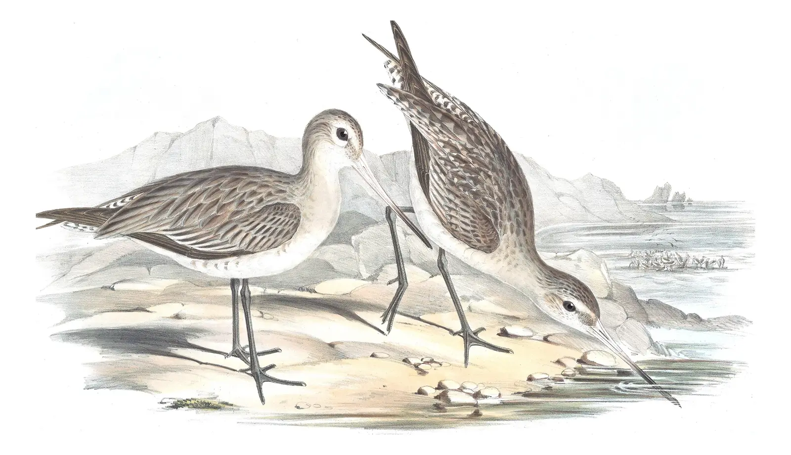 Volume VI, plate 29 of Gould's The Birds of Australia: Bar-tailed Godwit (Limosa lapponica)