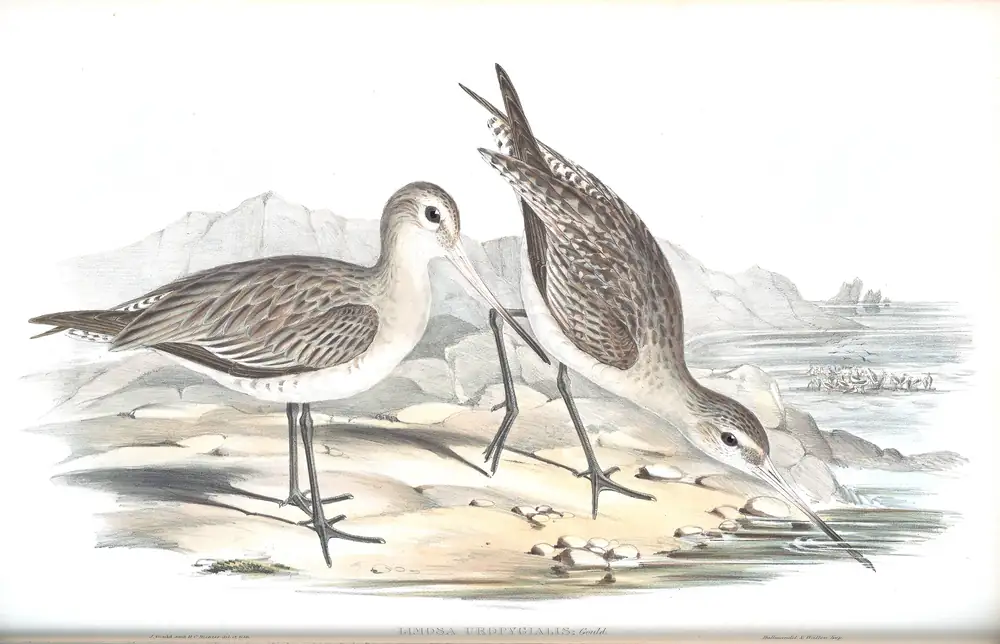 The whole sheet of volume VI, plate 29, with its engraved caption