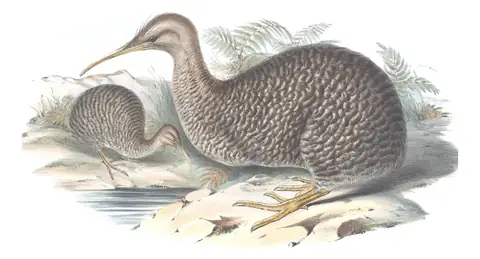 Volume VI, plate 3 of Gould's The Birds of Australia: Little Spotted Kiwi (Apteryx owenii)