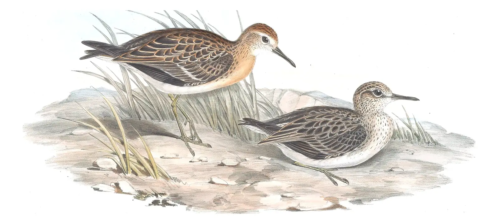 Volume VI, plate 30 of Gould's The Birds of Australia: Sharp-tailed Sandpiper (Calidris acuminata)