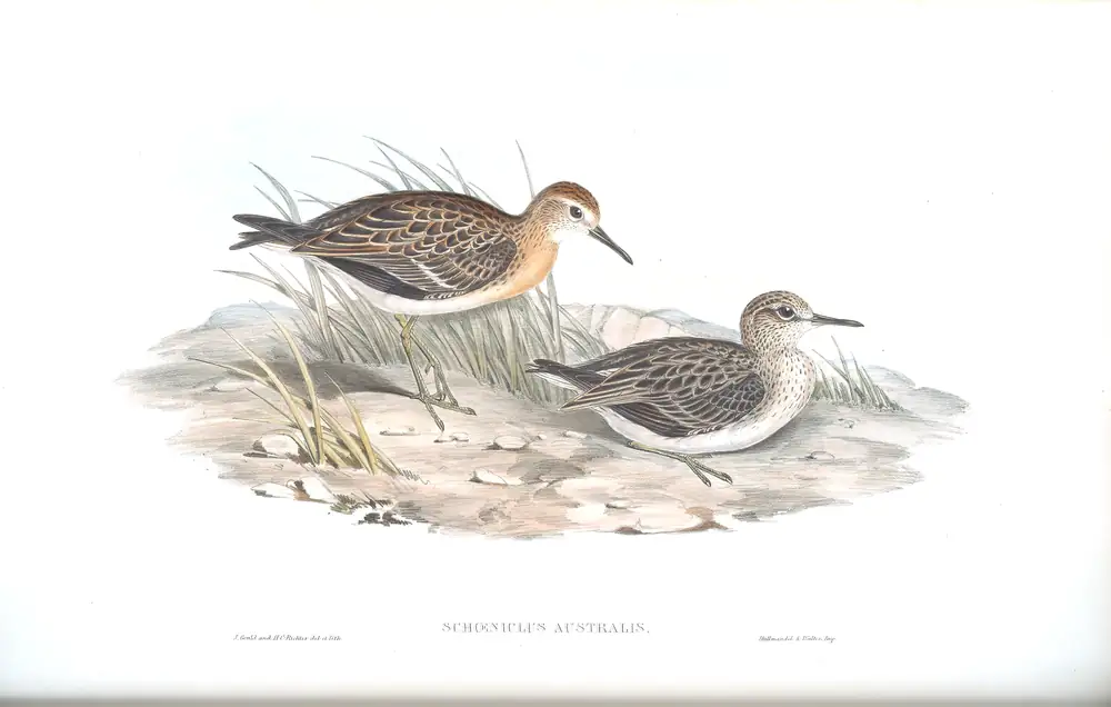 The whole sheet of volume VI, plate 30, with its engraved caption