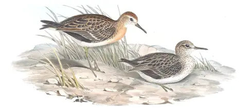 Volume VI, plate 30 of Gould's The Birds of Australia: Sharp-tailed Sandpiper (Calidris acuminata)