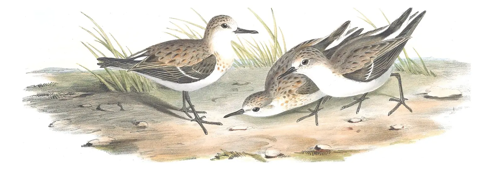 Volume VI, plate 31 of Gould's The Birds of Australia: Red-necked Stint (Calidris ruficollis)