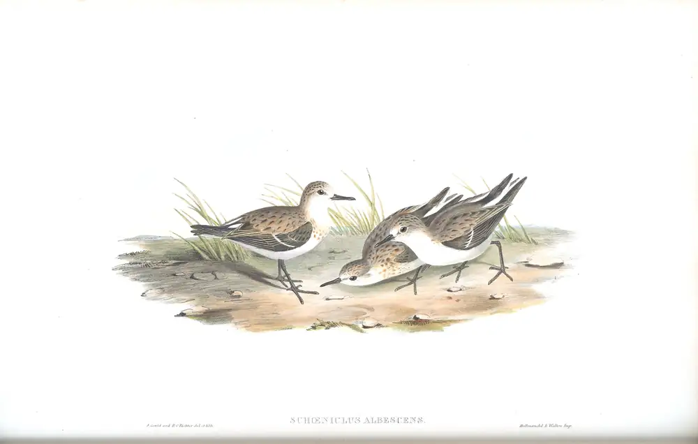 The whole sheet of volume VI, plate 31, with its engraved caption