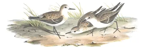 Volume VI, plate 31 of Gould's The Birds of Australia: Red-necked Stint (Calidris ruficollis)