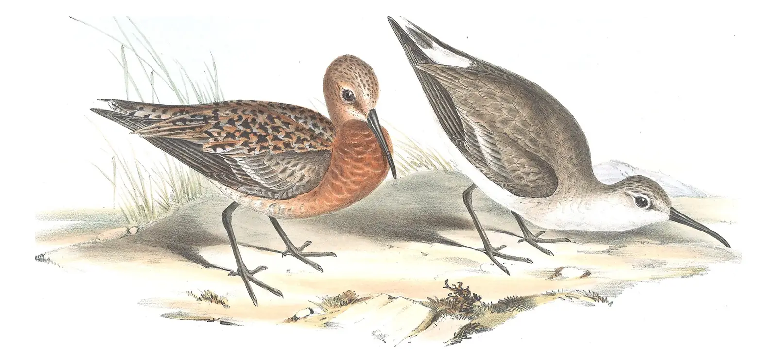 Volume VI, plate 32 of Gould's The Birds of Australia: Curlew Sandpiper (Calidris ferruginea)