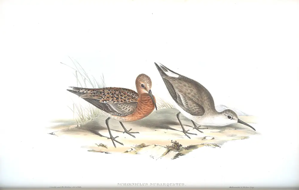 The whole sheet of volume VI, plate 32, with its engraved caption