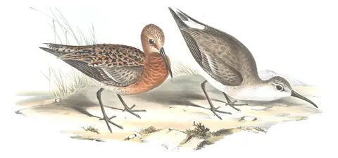 Volume VI, plate 32 of Gould's The Birds of Australia: Curlew Sandpiper (Calidris ferruginea)