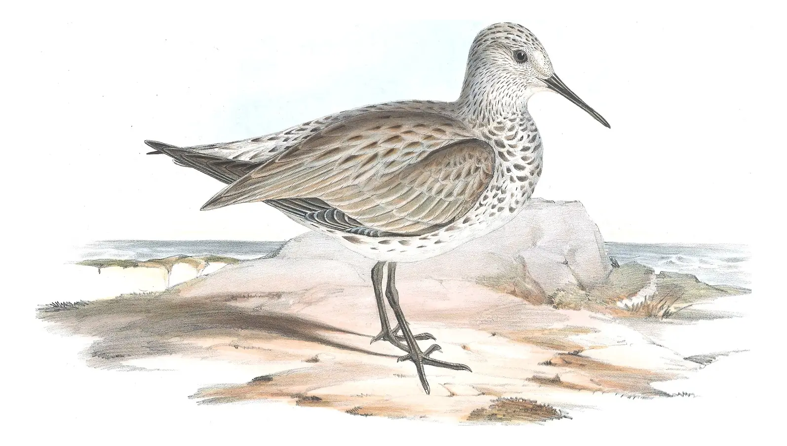 Volume VI, plate 33 of Gould's The Birds of Australia: Great Knot (Calidris tenuirostris)
