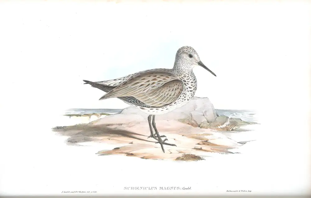 The whole sheet of volume VI, plate 33, with its engraved caption