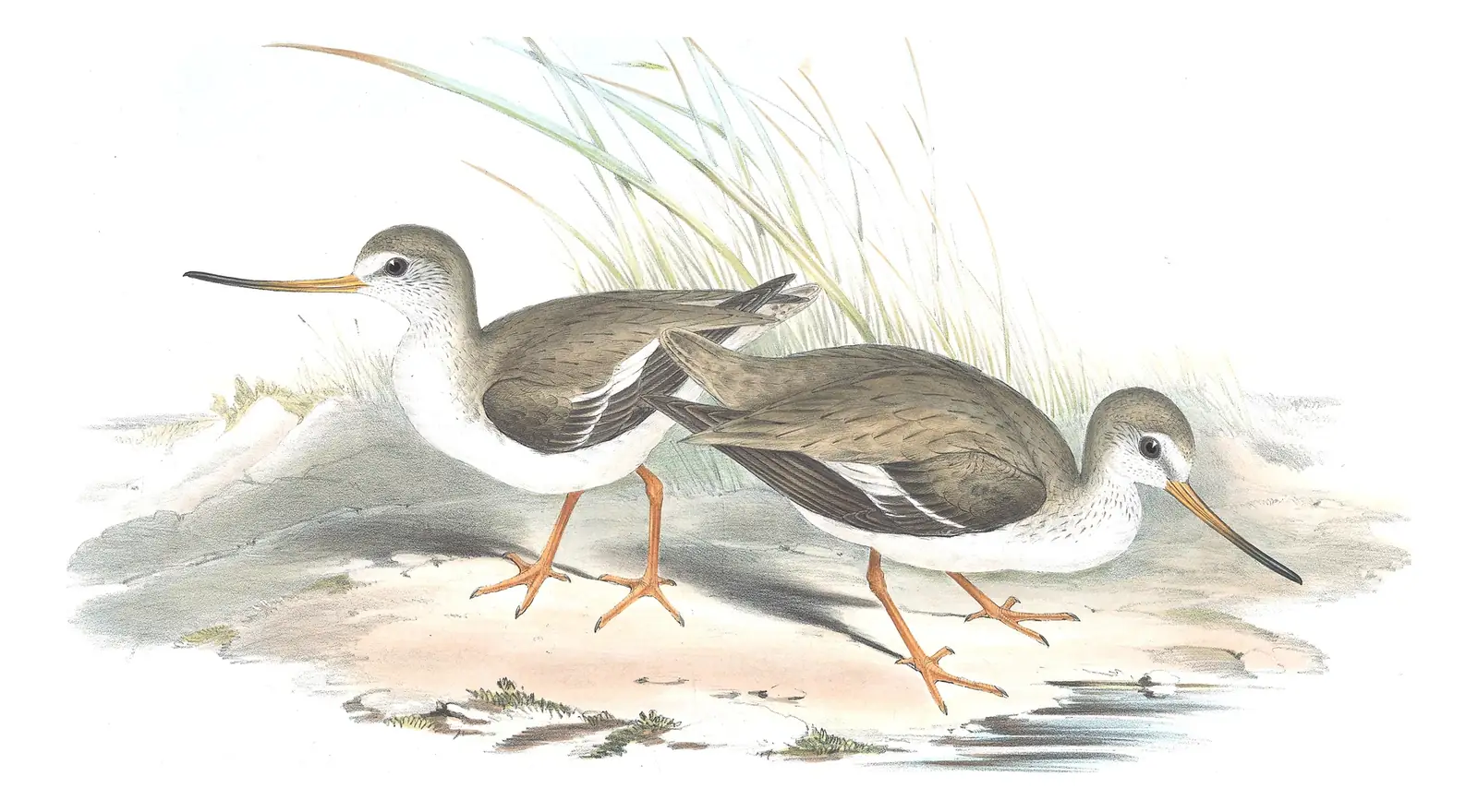 Volume VI, plate 34 of Gould's The Birds of Australia: Terek Sandpiper (Xenus cinereus)