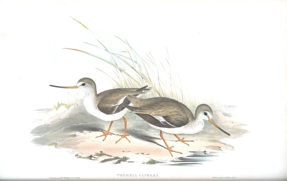 The whole sheet of volume VI, plate 34, with its engraved caption