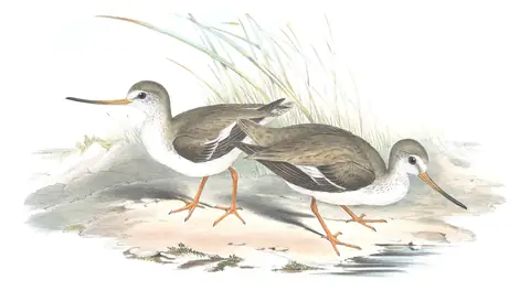 Volume VI, plate 34 of Gould's The Birds of Australia: Terek Sandpiper (Xenus cinereus)